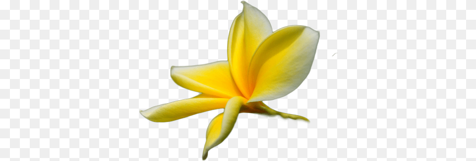 Tropical Flower Psd Detail Tropical Flower Transparent Yellow Tropical Flowers, Petal, Plant, Rose Png Image