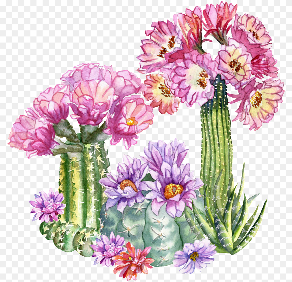 Tropical Flower Transparent Bouquet, Plant, Cactus Png