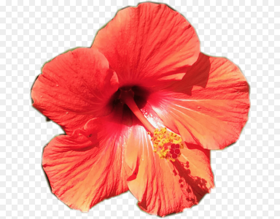 Tropical Flower Tropical Flower Pretty Orange, Plant, Hibiscus, Rose Free Transparent Png