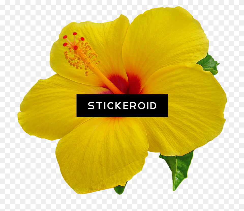 Tropical Flower Yellow Hibiscus Flower Transparent Background, Plant Free Png Download