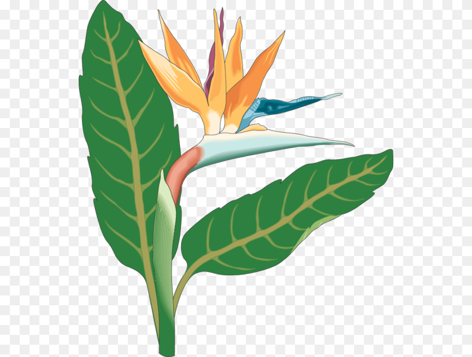 Tropical Flowers Border Stock Illustration Illustration Of Bird, Flower, Leaf, Plant, Vegetation Free Png