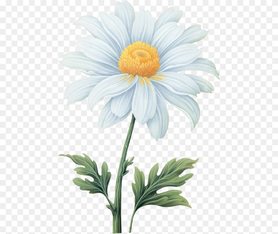 Tropical Flowers Daisy, Flower, Plant, Petal, Anther Png Image