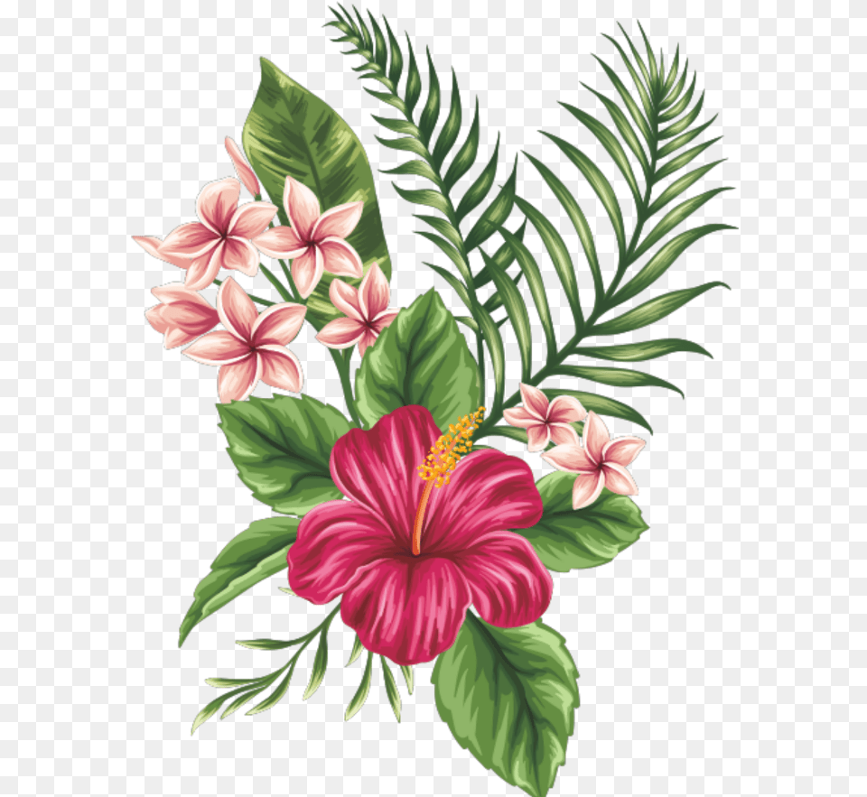 Tropical Flowers Drawing, Flower, Plant, Hibiscus, Pattern Png