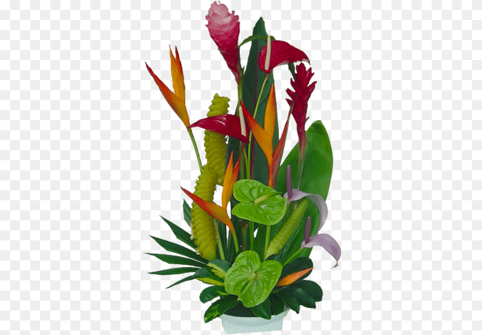 Tropical Flowers Florida Landscaping Tropical Tropical Flowers Jungle Clipart, Flower, Flower Arrangement, Plant, Anthurium Free Transparent Png