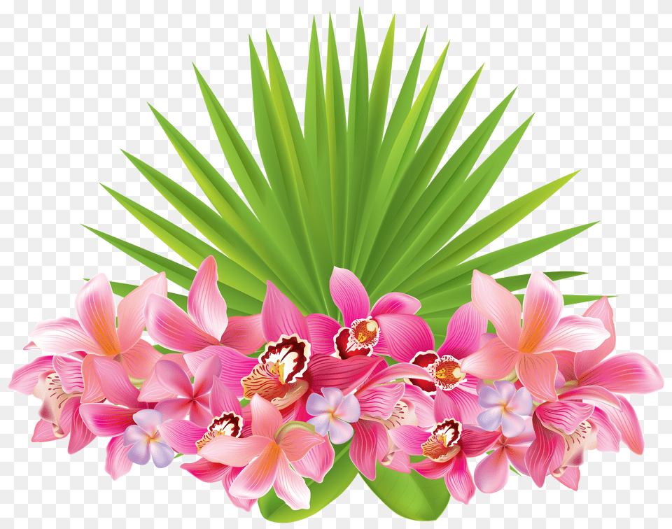 Tropical Flowers Flowerspng Images Tropical Flowers Clipart Free Transparent Png