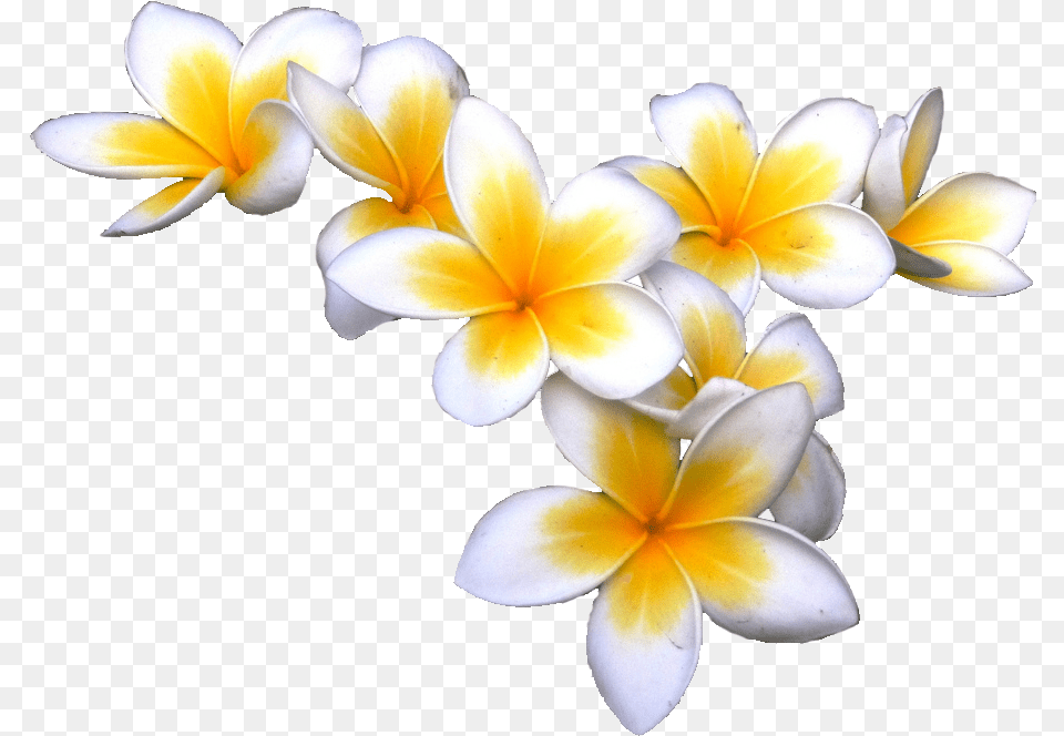 Tropical Flowers Transparent Background, Accessories, Flower, Flower Arrangement, Petal Free Png
