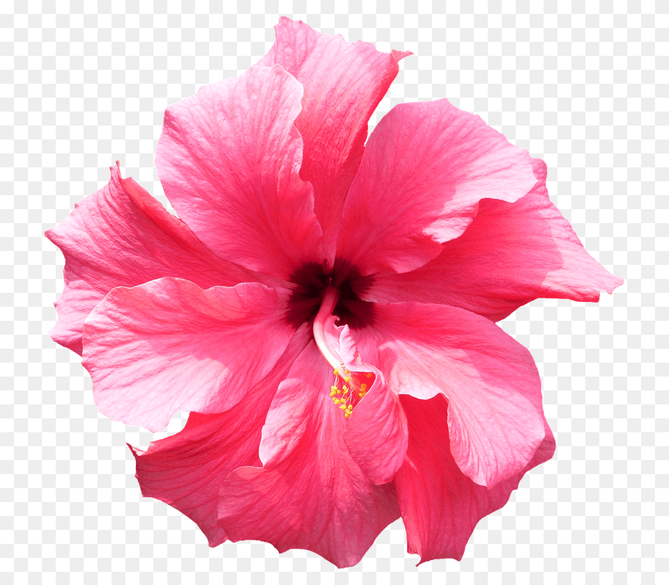 Tropical Flowers Transparent Flowerspng Images Realistic Flower Clip Art, Plant, Rose, Hibiscus, Petal Free Png Download