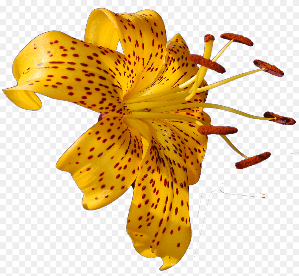 Tropical Flowers Transparent Tropical Flower Photo, Plant, Lily, Anther Png