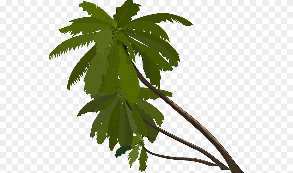 Tropical Forest Gk, Tree, Leaf, Plant, Palm Tree Png Image