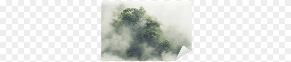 Tropical Forest In Japan Vintage Filter Image Wall Mist, Fog, Vegetation, Tree, Rainforest Free Png Download
