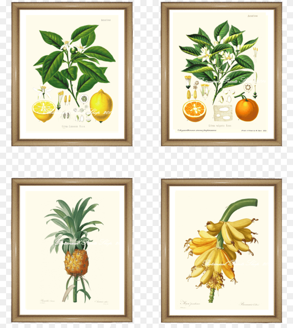 Tropical Fruit Prints Set Framed Botanical Vintage Prints, Food, Plant, Produce, Pineapple Png