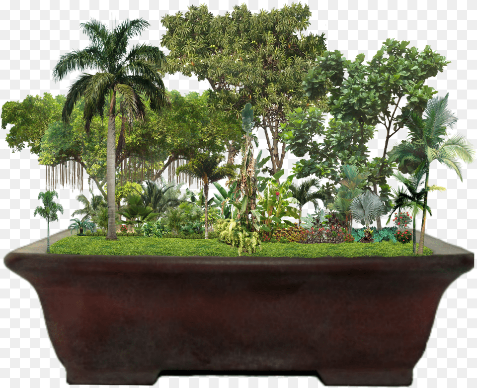 Tropical Garden Jungle Palmtrees Trees Plants Ficus Lyrata, Vegetation, Vase, Tree, Pottery Png
