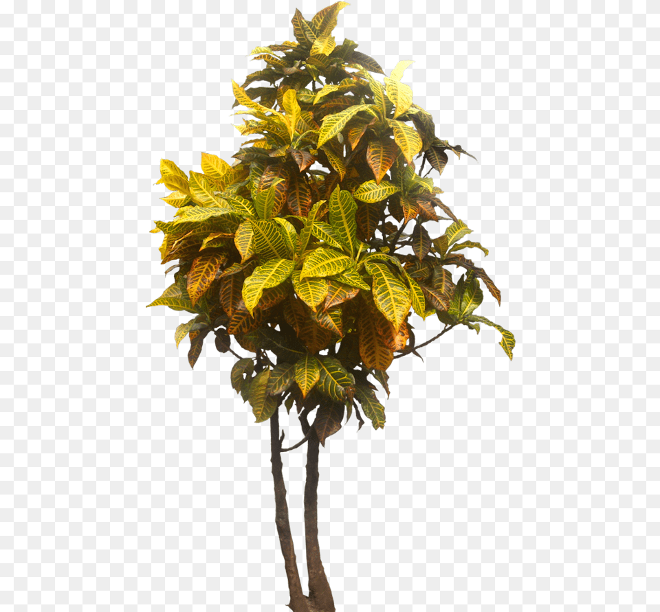 Tropical Garden Tropical Tree, Leaf, Plant, Potted Plant, Vegetation Png Image