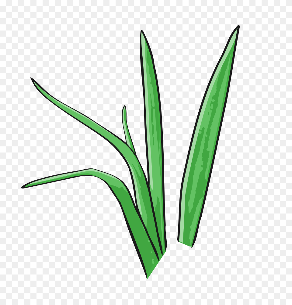 Tropical Grass Aquarium Plant, Green, Blade, Dagger, Knife Png