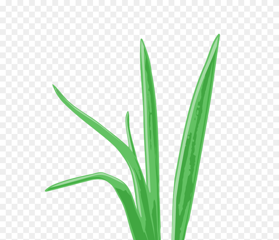 Tropical Grass Aquarium Plant, Leaf, Flower, Green, Food Free Png