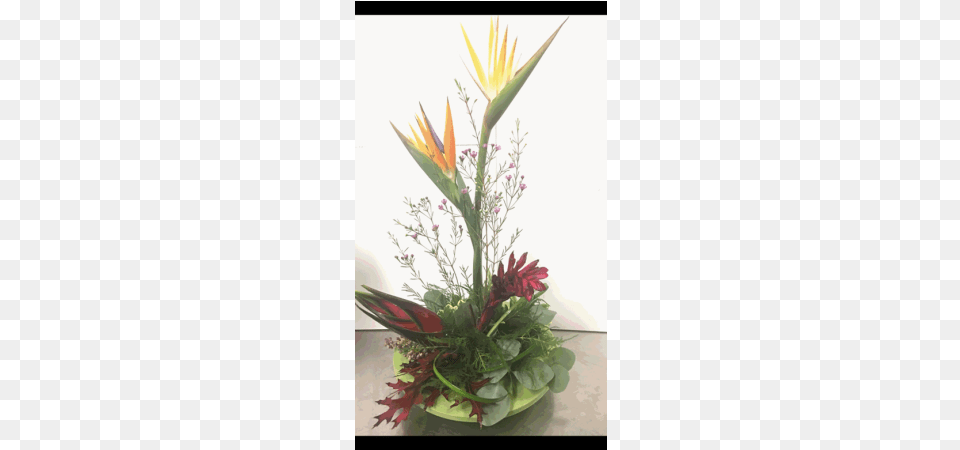 Tropical Heaven Bird Of Paradise, Flower, Flower Arrangement, Flower Bouquet, Ikebana Free Transparent Png