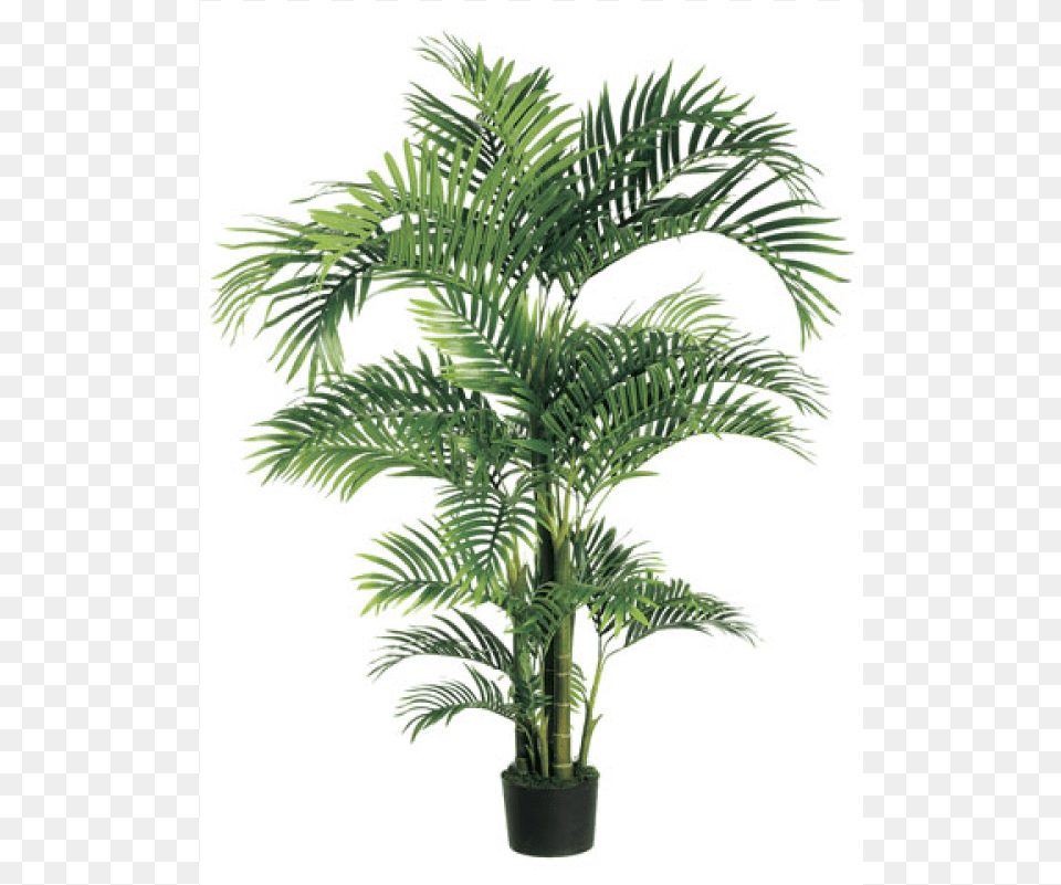 Tropical Kentia Palm Tree In Plastic Pot Green Roystonea, Palm Tree, Plant, Leaf Free Png