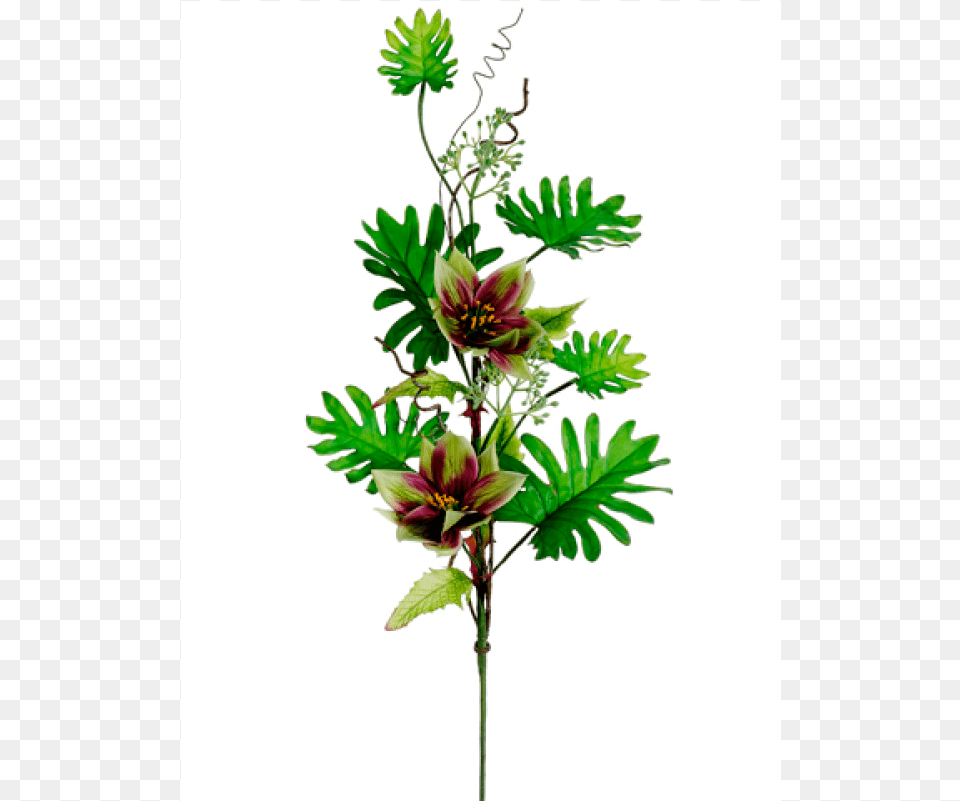 Tropical Lantern Philodendron Spray Green Burgundy Chamaedorea, Plant, Flower, Flower Arrangement, Leaf Png