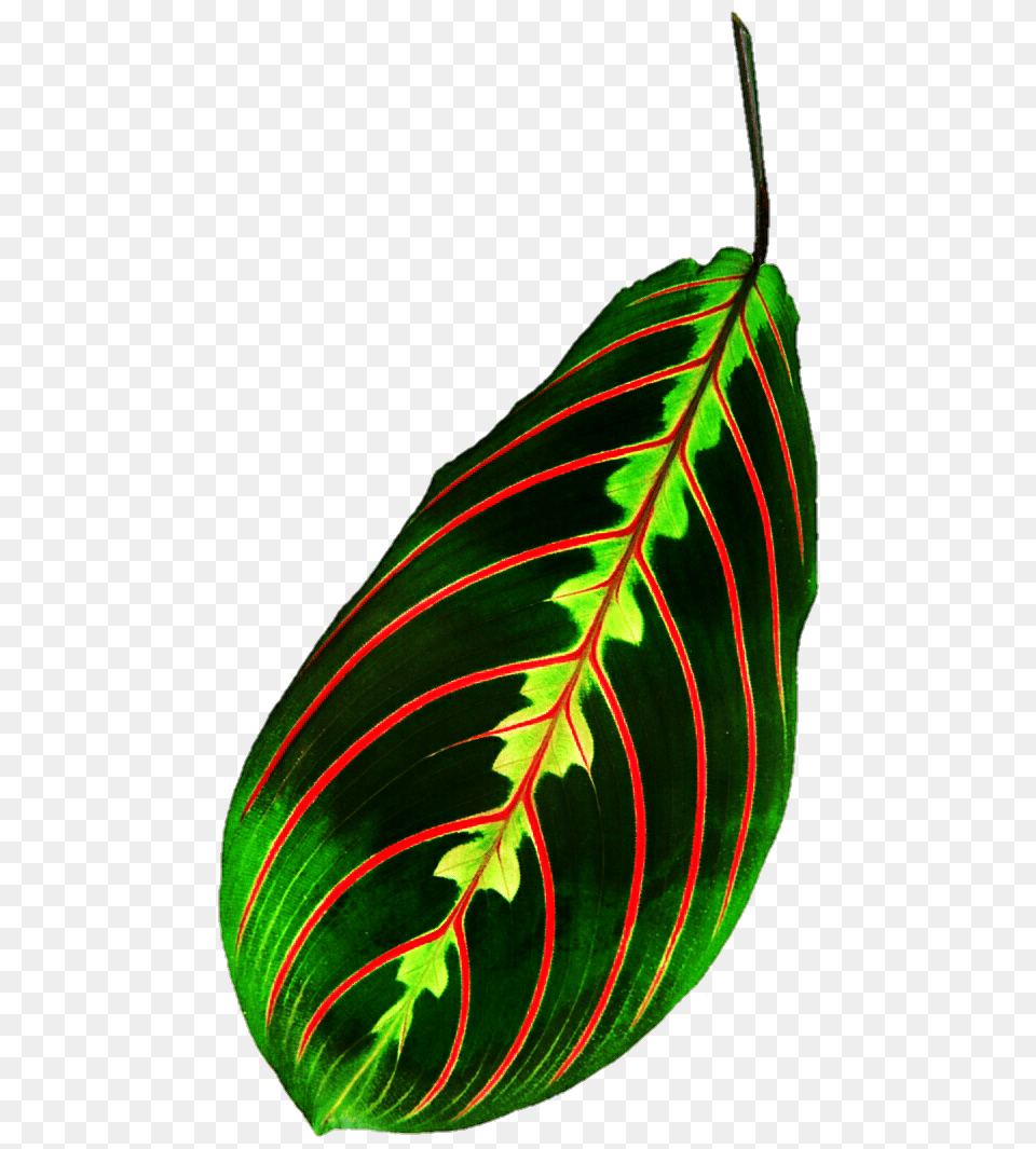 Tropical Leaf, Plant, Flower, Annonaceae, Tree Free Png