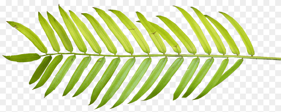 Tropical Leaf, Fern, Plant, Tree, Vegetation Png Image