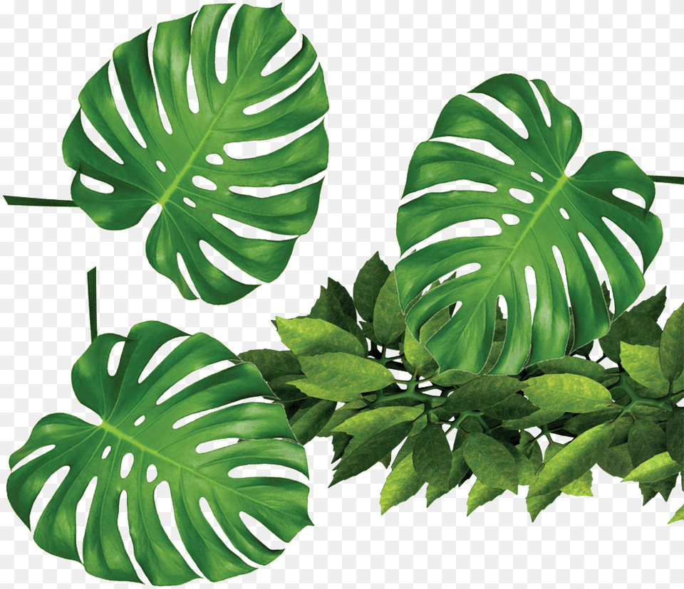 Tropical Leaf Background, Plant, Green, Flower Png