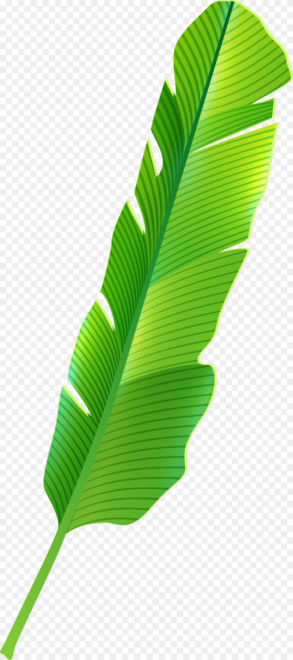 Tropical Leaf Clip Art Png Image