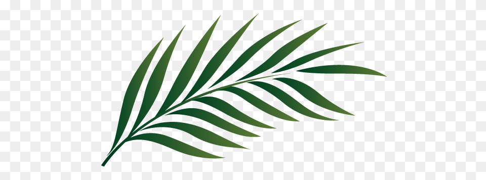 Tropical Leaf Clipart Clip Art Images, Plant, Tree, Fern, Green Png
