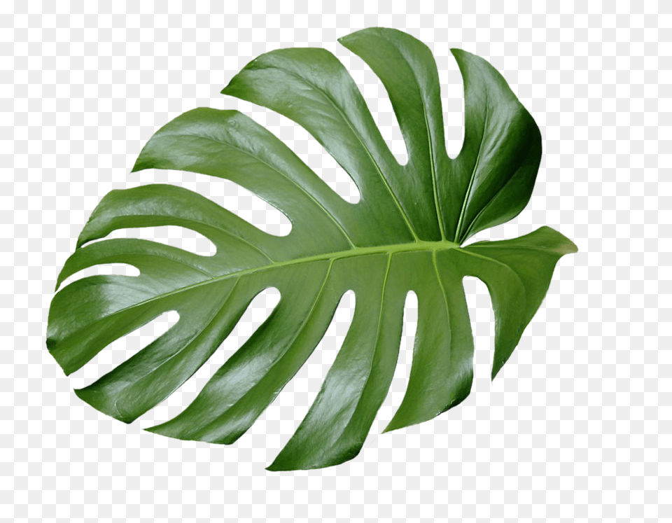 Tropical Leaf Plant Aesthetic Ftestickers Freetoedit, Flower Free Transparent Png
