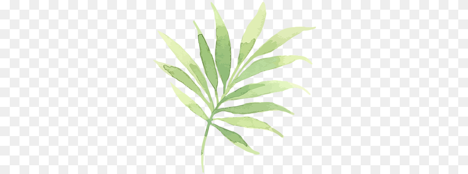 Tropical Leaves 2, Herbal, Herbs, Leaf, Plant Png