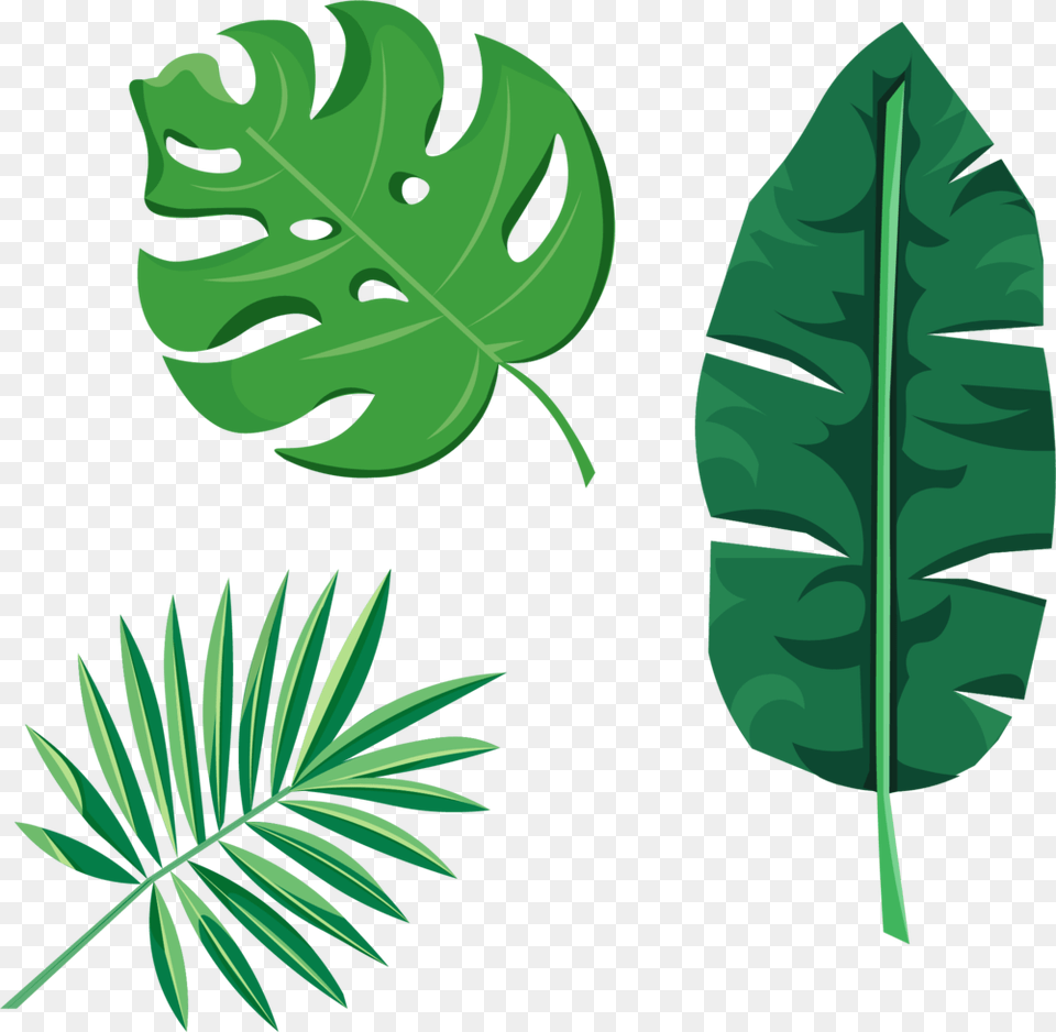 Tropical Leaves, Vegetation, Tree, Rainforest, Plant Free Png