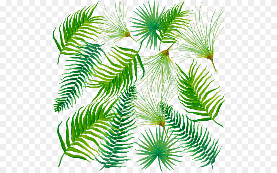 Tropical Leaves And Ferns T Shirt For Sale, Fern, Leaf, Plant, Tree Png Image
