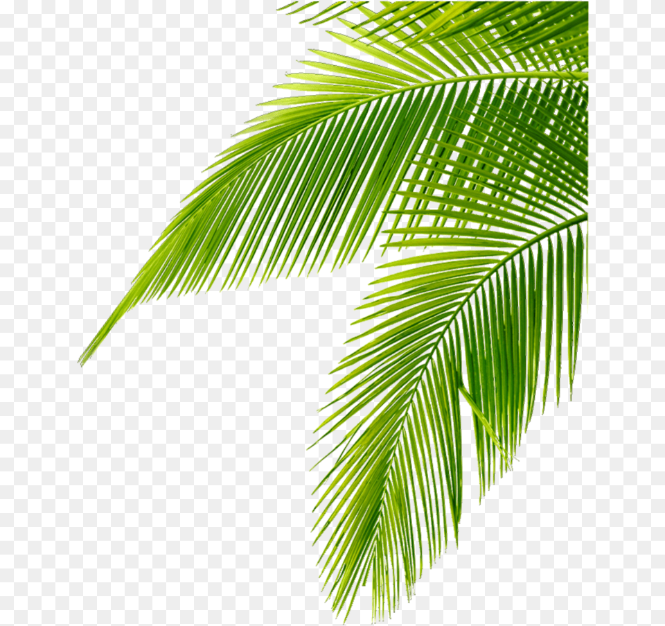 Tropical Leaves Green Freetoedit Leaf Palm Tree, Palm Tree, Plant, Vegetation, Fern Png