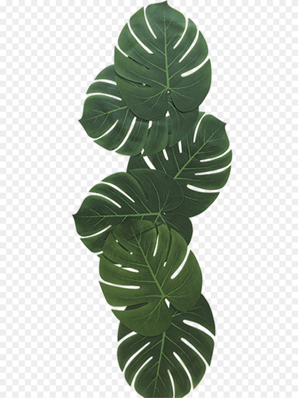 Tropical Leaves Illustration, Leaf, Plant, Flower, Green Free Png Download