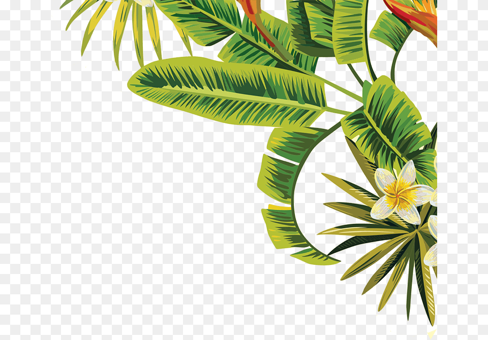 Tropical Leaves Transparent, Art, Plant, Pattern, Leaf Png Image