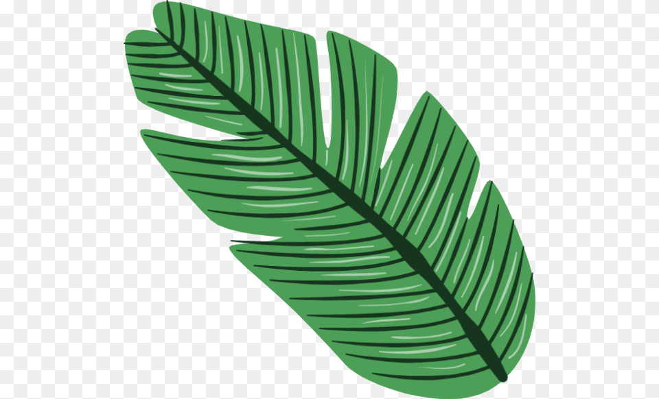 Tropical Leaves Vector, Leaf, Plant, Fern Free Transparent Png
