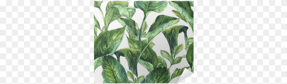 Tropical Leaves Wallpaper Watercolour, Leaf, Plant, Tobacco Free Png Download