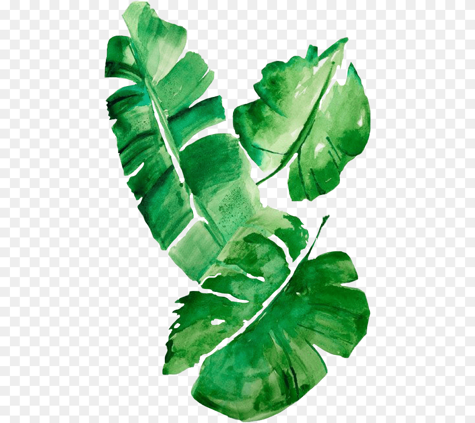 Tropical Leaves Watercolor, Leaf, Plant, Fern, Accessories Free Transparent Png