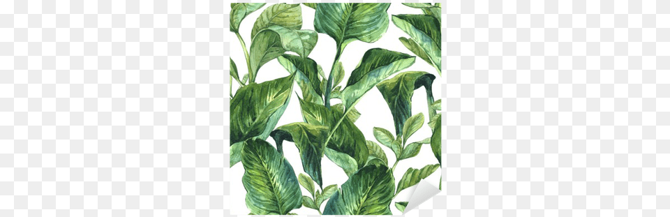 Tropical Leaves Watercolor Clip Stock Tropical Leaves Wallpaper Watercolour, Leaf, Plant, Tobacco Png