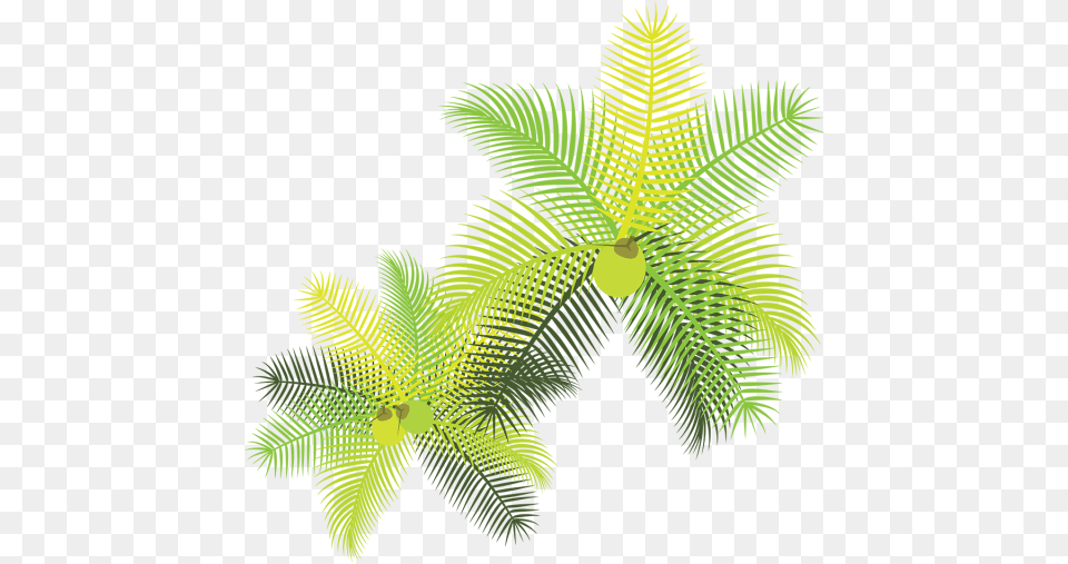 Tropical Leaves With Coconuts Folhas Tropicais, Fern, Leaf, Plant Png