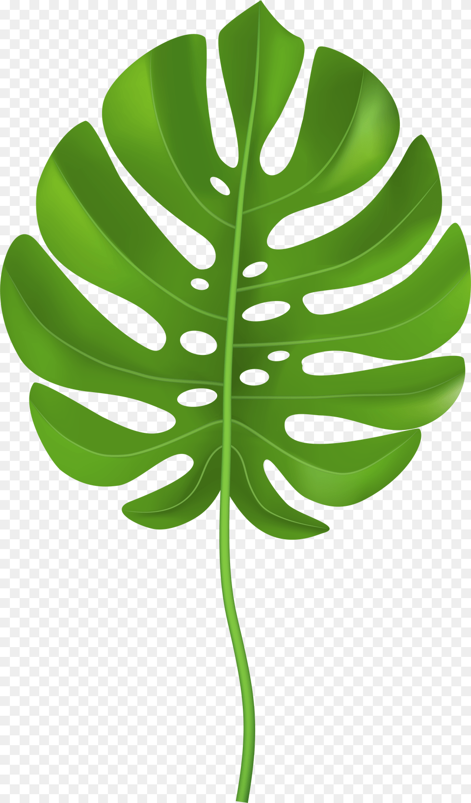Tropical Palm Leaf Transparent Clip Art Image Clip Art Palm Leaf, Plant Free Png