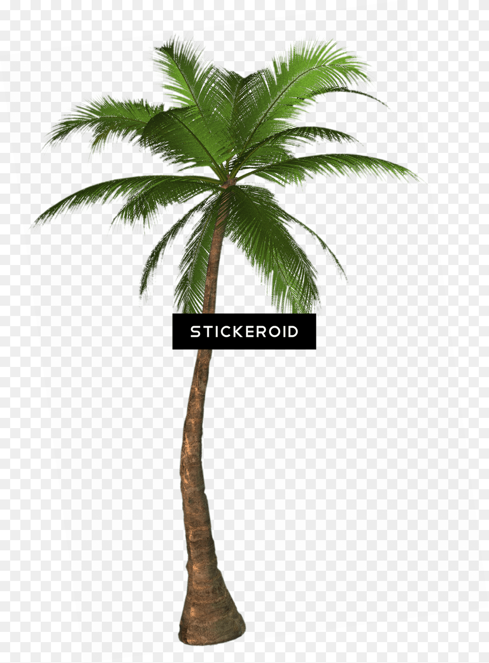Tropical Palm Tree, Palm Tree, Plant Free Png Download