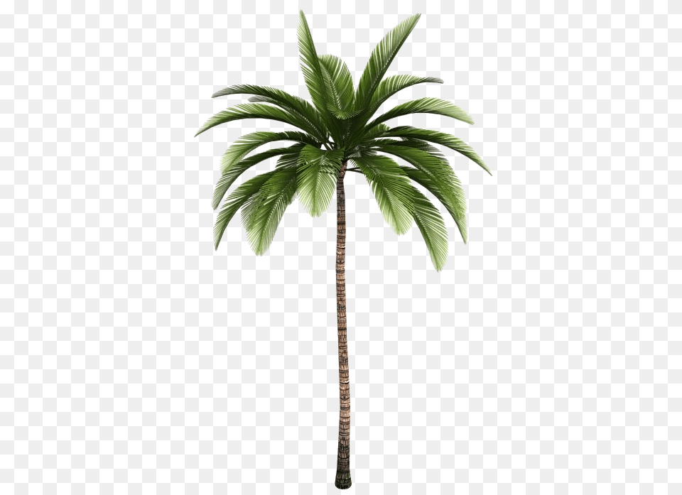 Tropical Palm Tree Background Play Palm Tree Icon Transparent, Palm Tree, Plant Free Png