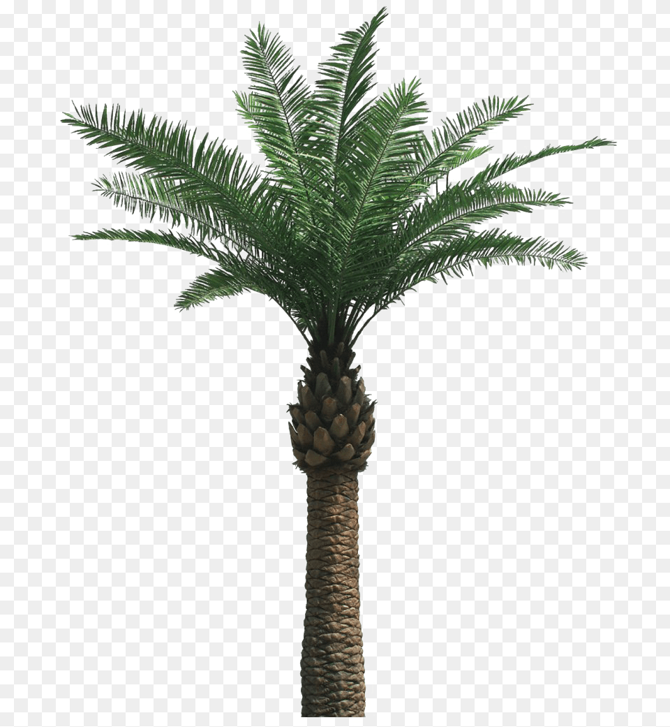 Tropical Palm Tree Clipart Oil Palm Tree, Palm Tree, Plant Png