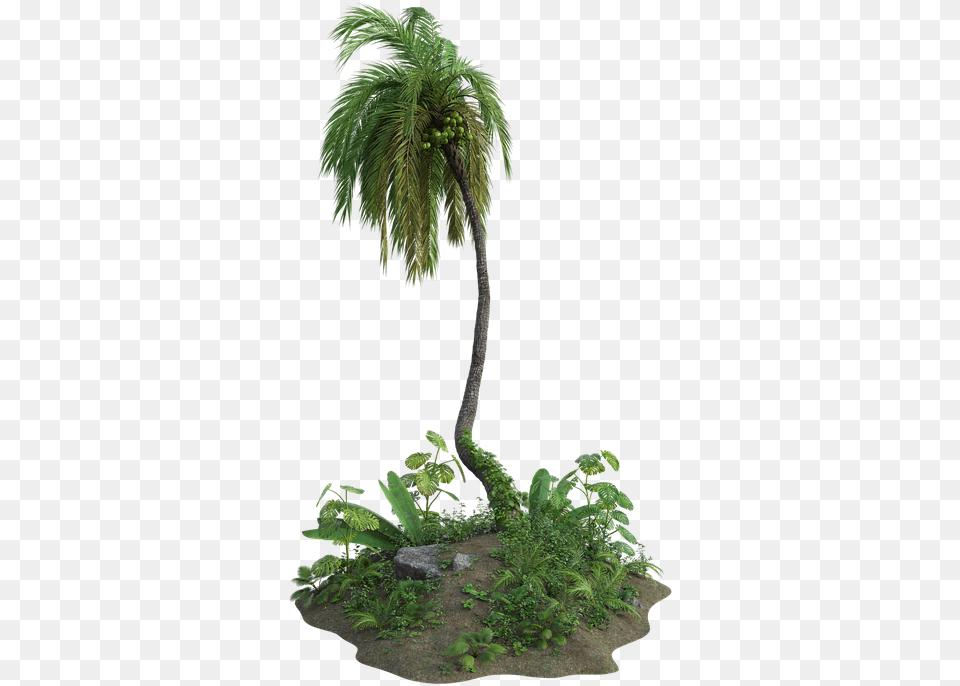 Tropical Palm Tree Exotic Leaves Grass Green Ecsotic Plants, Vegetation, Plant, Palm Tree, Fern Png