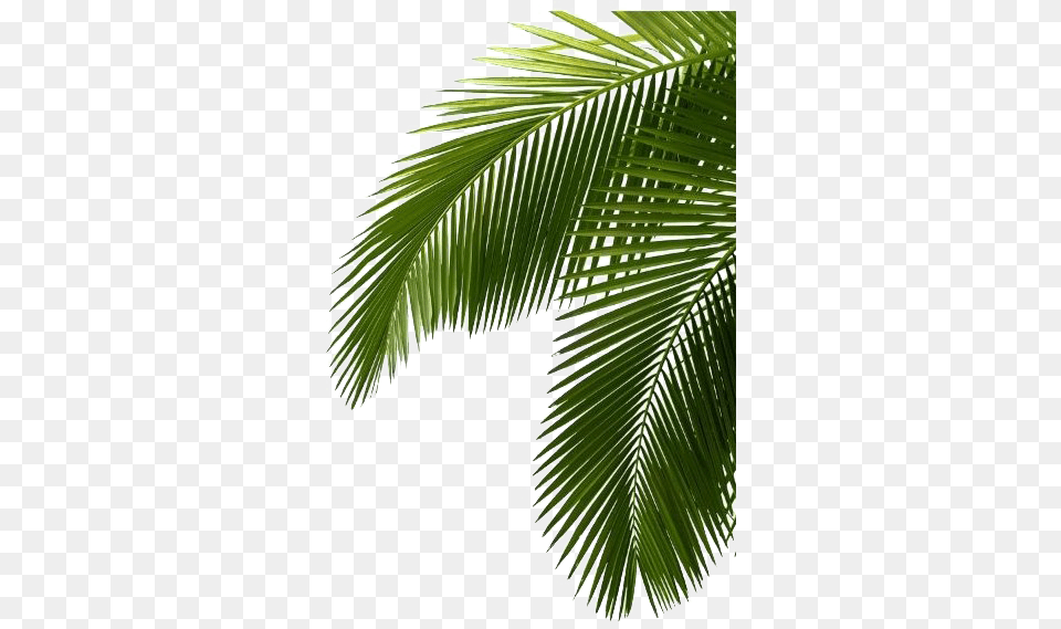 Tropical Palm Tree File Play Tropical Palm Leaves, Palm Tree, Leaf, Plant, Rainforest Free Png Download
