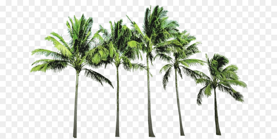 Tropical Palm Tree Hd Coconut Tree Background, Palm Tree, Plant, Vegetation, Outdoors Png