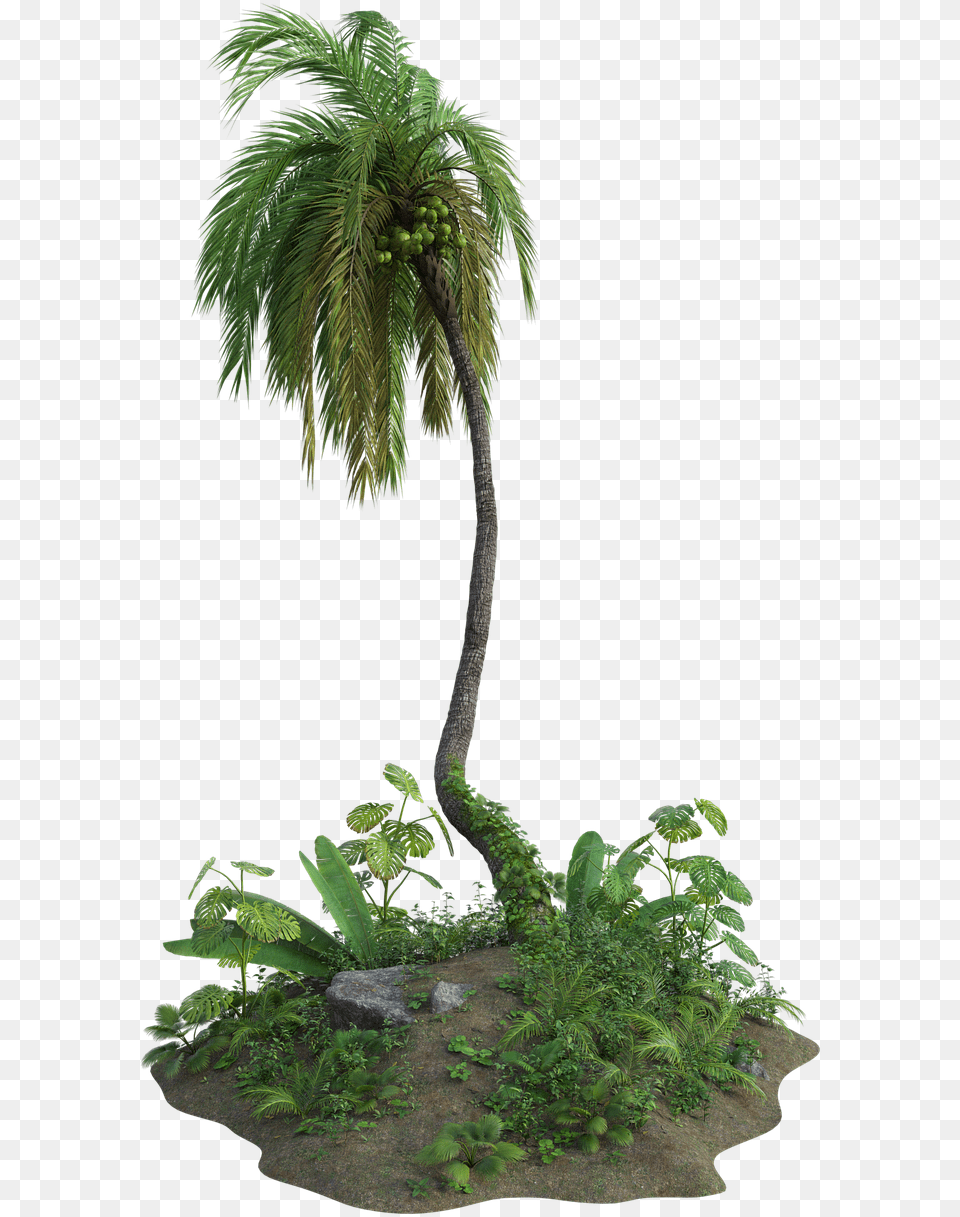 Tropical Palm Tree Image On Pixabay Portable Network Graphics, Vegetation, Plant, Palm Tree, Green Free Transparent Png