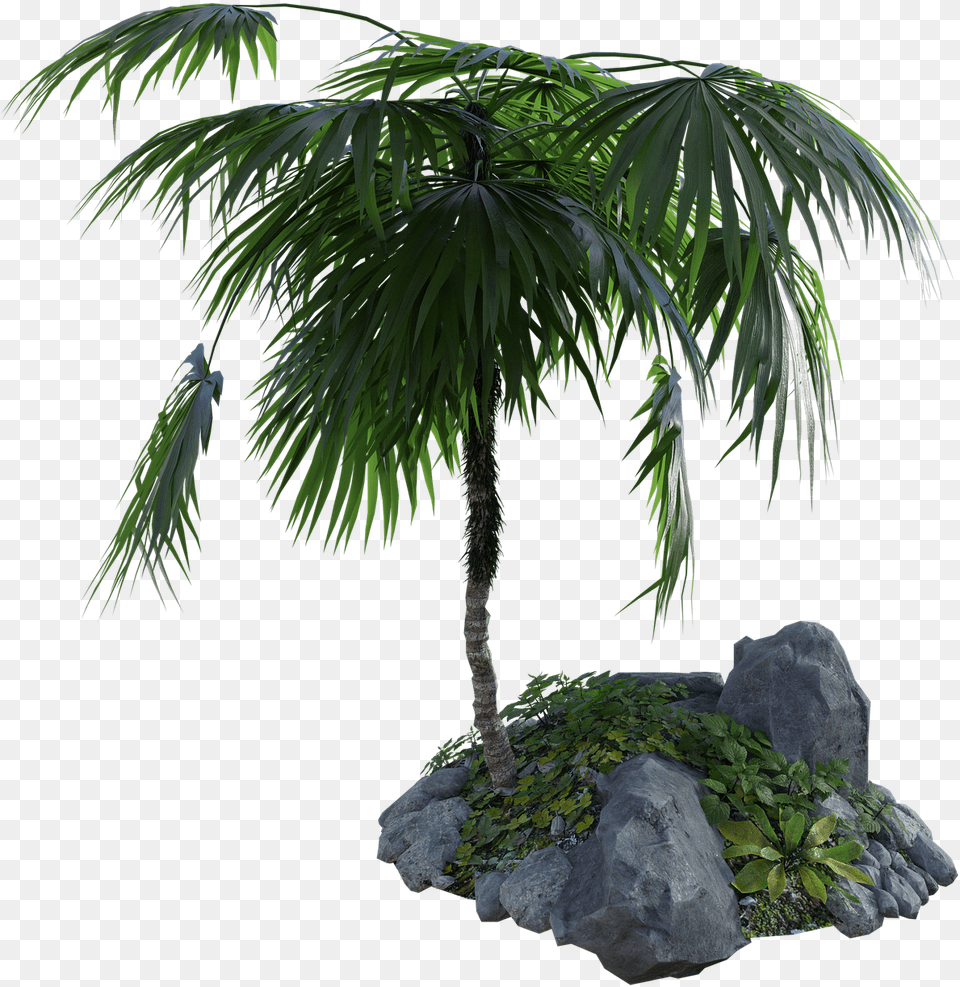 Tropical Palm Tree Rock Palms, Palm Tree, Leaf, Plant, Vegetation Png