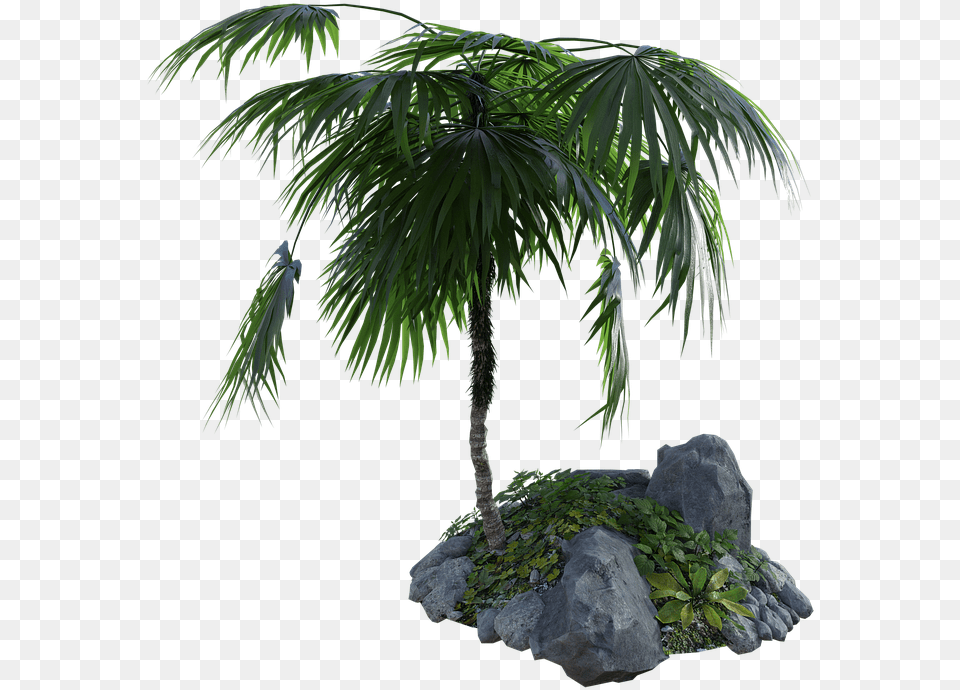 Tropical Palm Tree Rocks Grass Summer Nature Palm Tree On A Rock, Leaf, Plant, Palm Tree, Vegetation Free Transparent Png