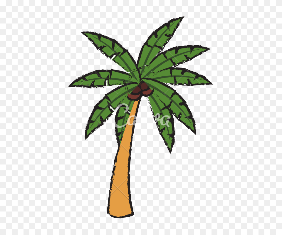Tropical Palm Tree Sketch, Palm Tree, Plant Free Transparent Png